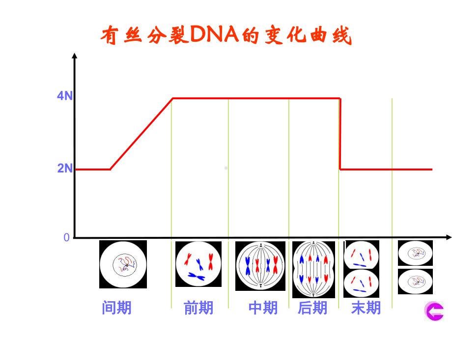 有丝分裂与减数分裂图解比较课件.ppt_第3页