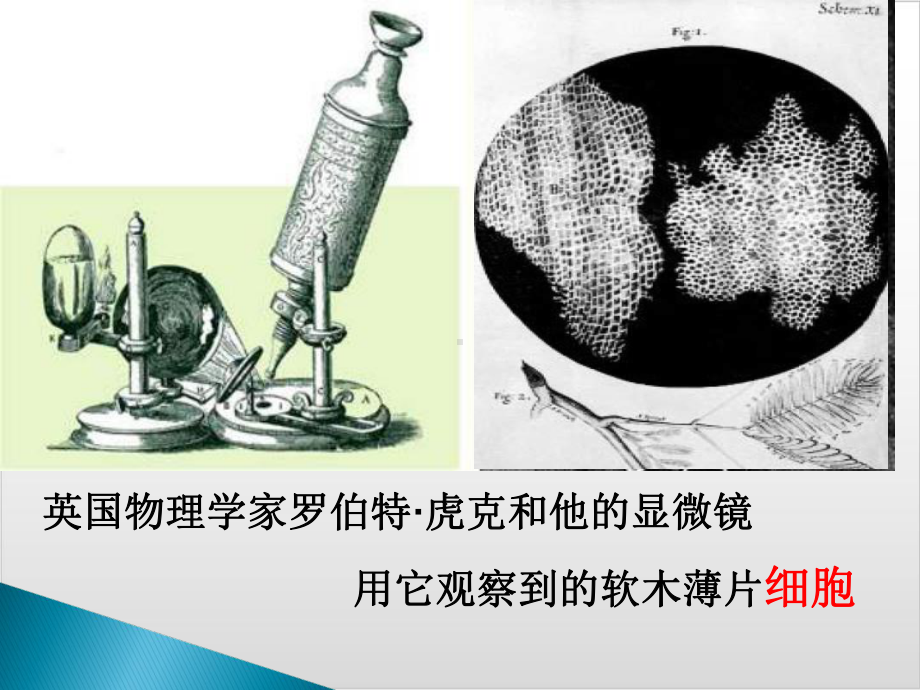 新人教版生物《练习使用显微镜》精美课件1.ppt_第3页