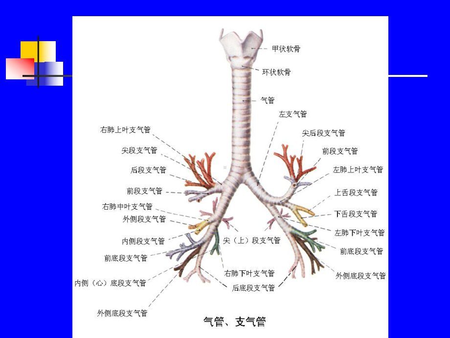 支气管哮喘的规范化诊断和治疗课件.ppt_第2页