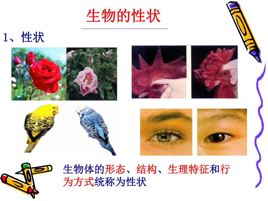 性状的遗传初中生物课件.ppt_第3页