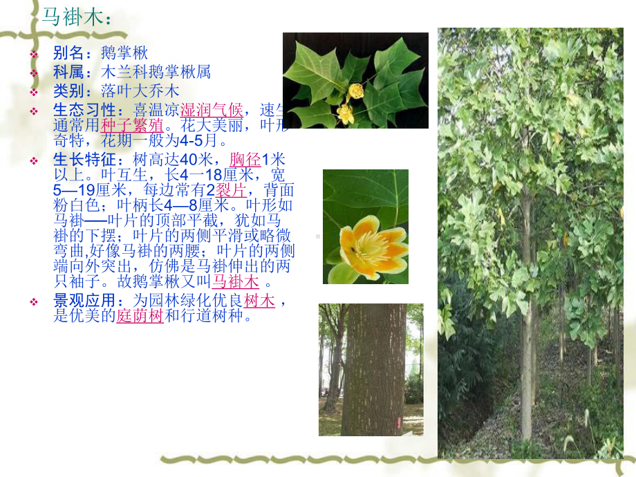 景观植物介绍课件.ppt_第2页