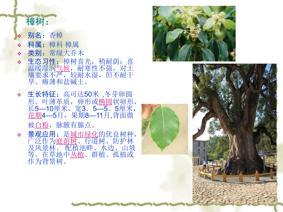 景观植物介绍课件.ppt_第3页