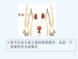 慢性肾小球肾炎(教学)-课件.ppt