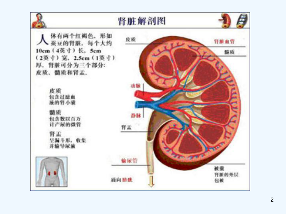 慢性肾小球肾炎(教学)-课件.ppt_第2页