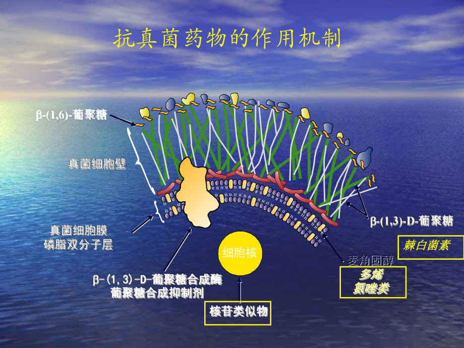 抗真菌药物的应用课件.ppt_第2页