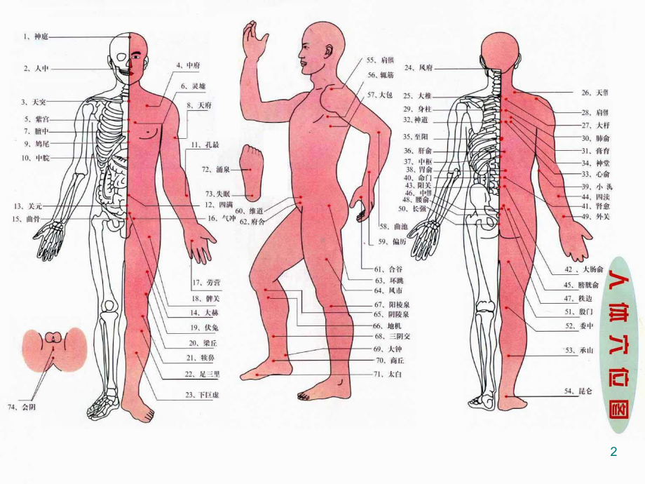 推拿穴位按摩医学课件.ppt_第2页