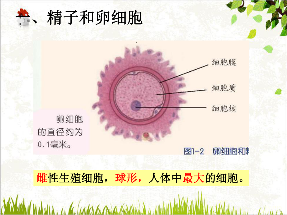 新生命的诞生浙教版课件.ppt_第3页