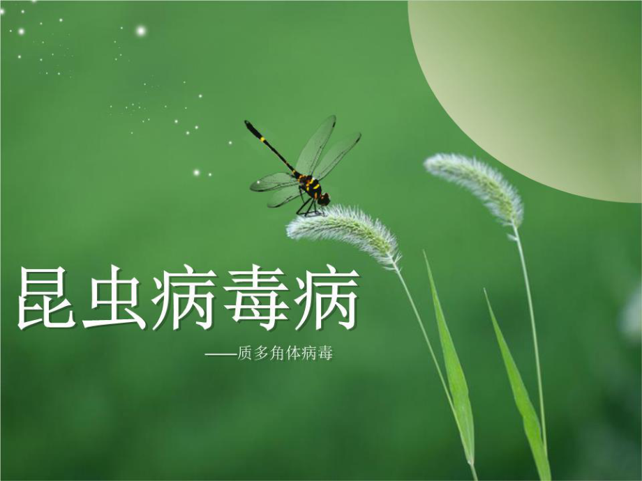 昆虫病理学-昆虫病毒课件.ppt_第1页