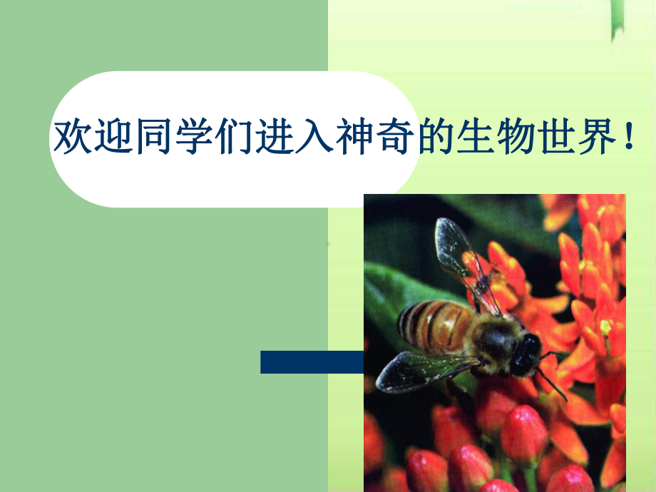 我们周围的生物课件3-苏教版.ppt_第1页