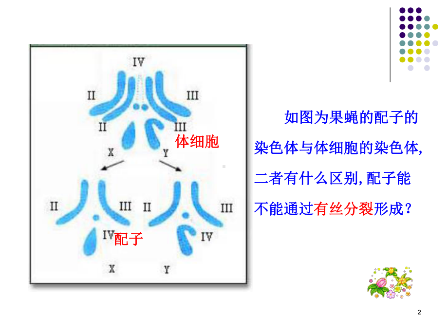 授课用-高中生物必修二第二章第一节减数分裂和受精作用课件.ppt_第2页