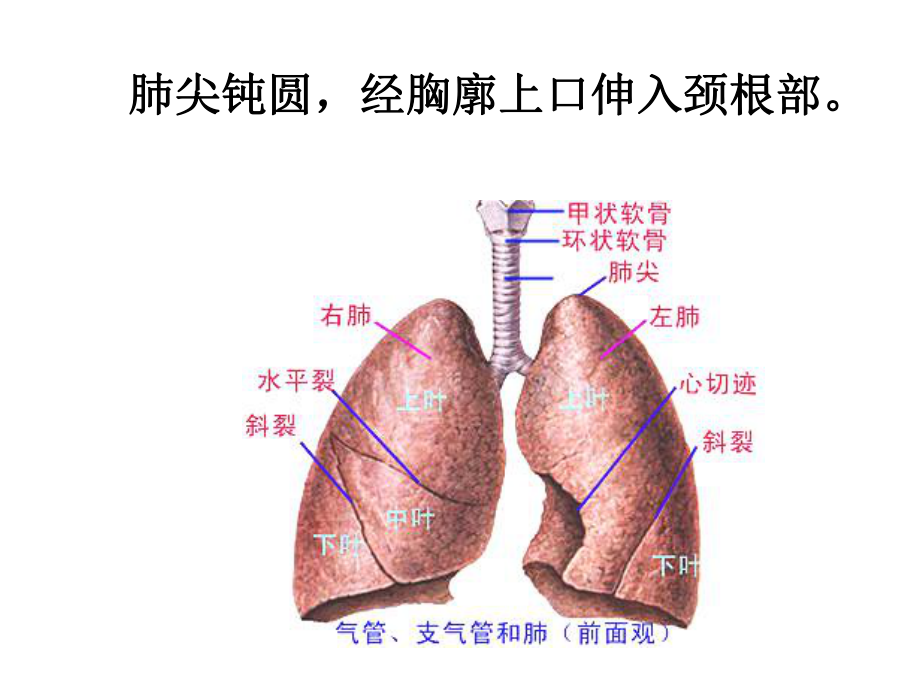 支气管镜指南-课件教学讲义.ppt_第3页