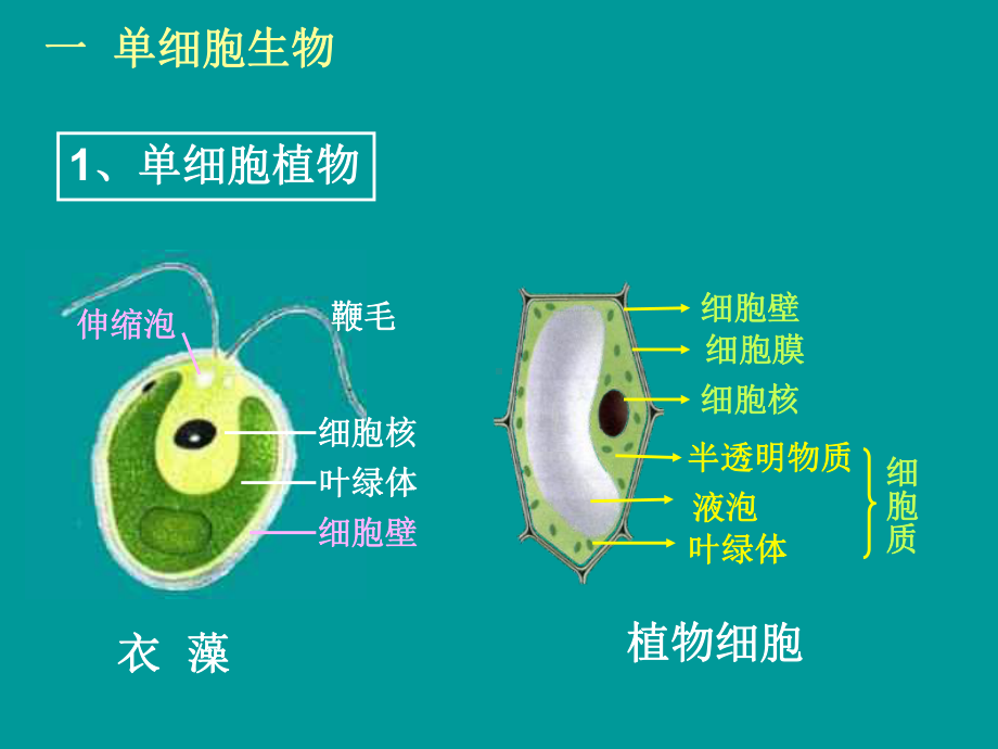 显微镜下的生物课件.ppt_第2页