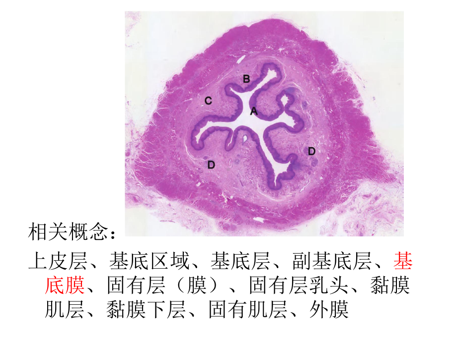 早期食管病变串讲(6-1修改)课件.ppt_第2页