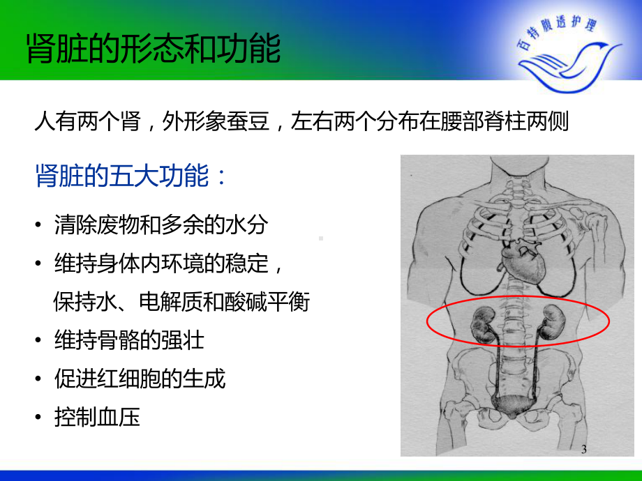 慢性肾功能衰竭的透前教育课件.ppt_第3页