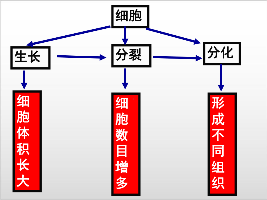 新人教版生物《植物体的结构层次》优秀课件1.ppt_第2页