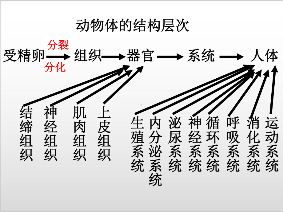 新人教版生物《植物体的结构层次》优秀课件1.ppt_第3页