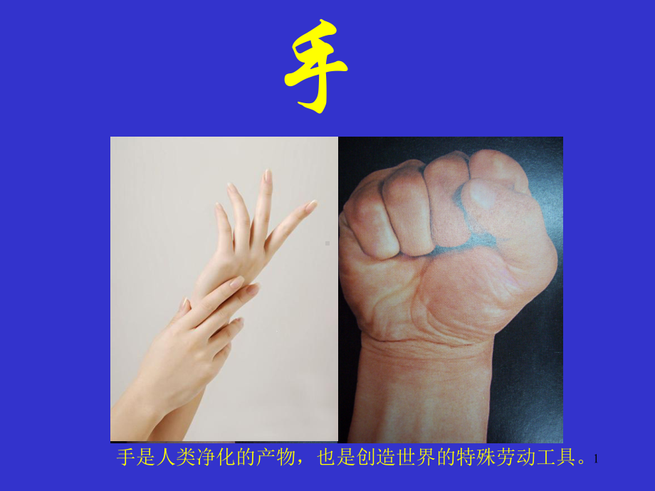 手的解剖与临床课件.ppt_第1页