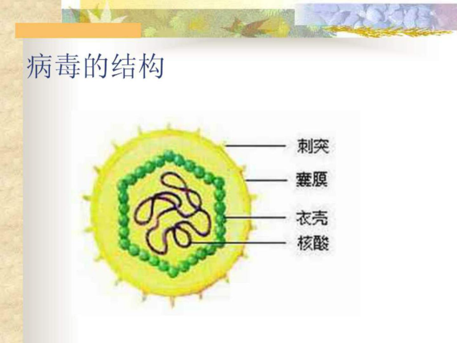 抗病毒药物在儿科的合理应用课件.ppt_第2页