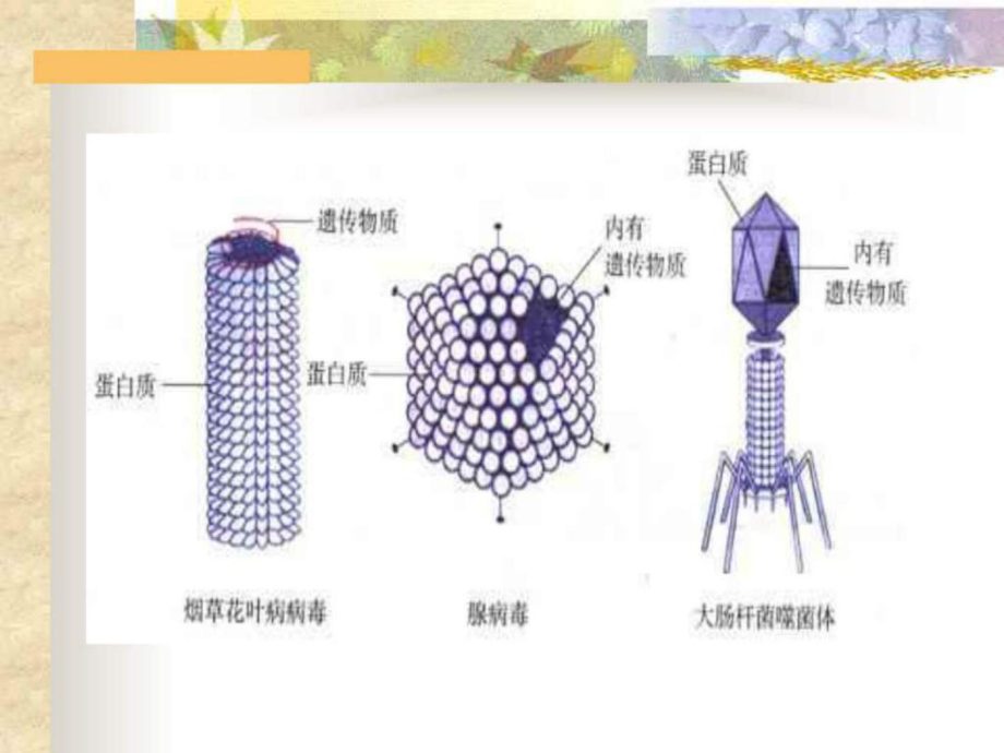 抗病毒药物在儿科的合理应用课件.ppt_第3页