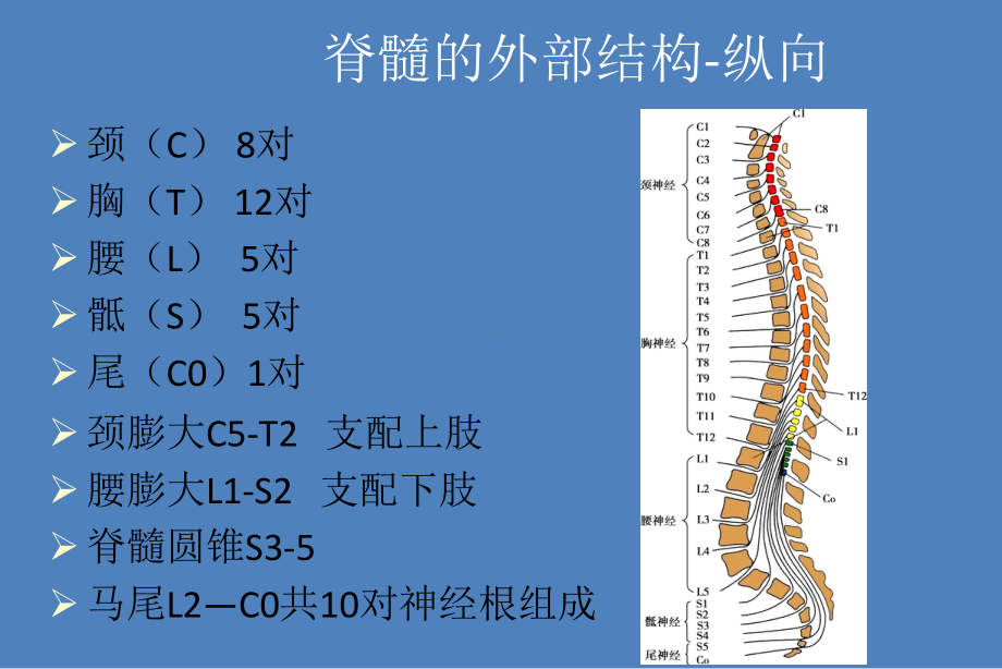 整合式脊髓总论课件.ppt_第2页