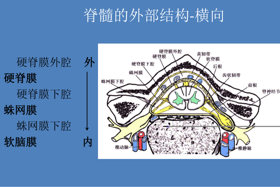 整合式脊髓总论课件.ppt_第3页