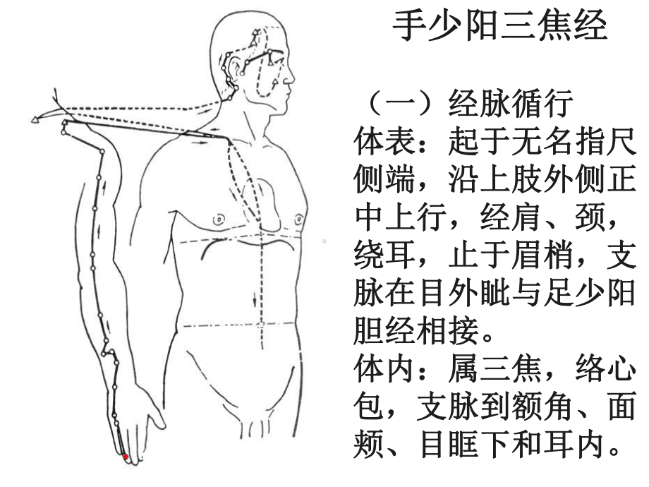 手少阳三焦经-教学讲义课件.ppt_第3页