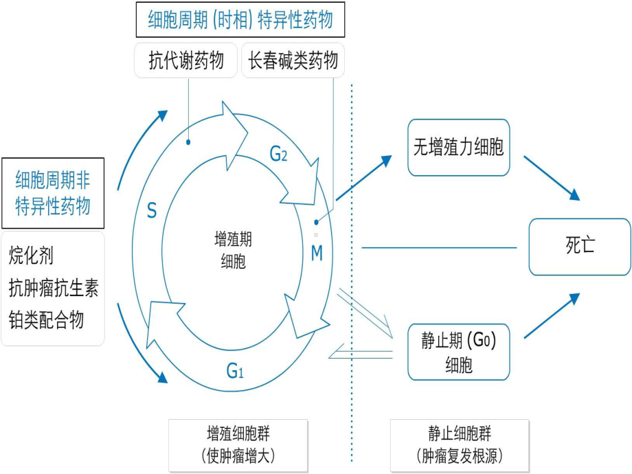 抗恶性肿瘤药物药理学课件.ppt_第3页