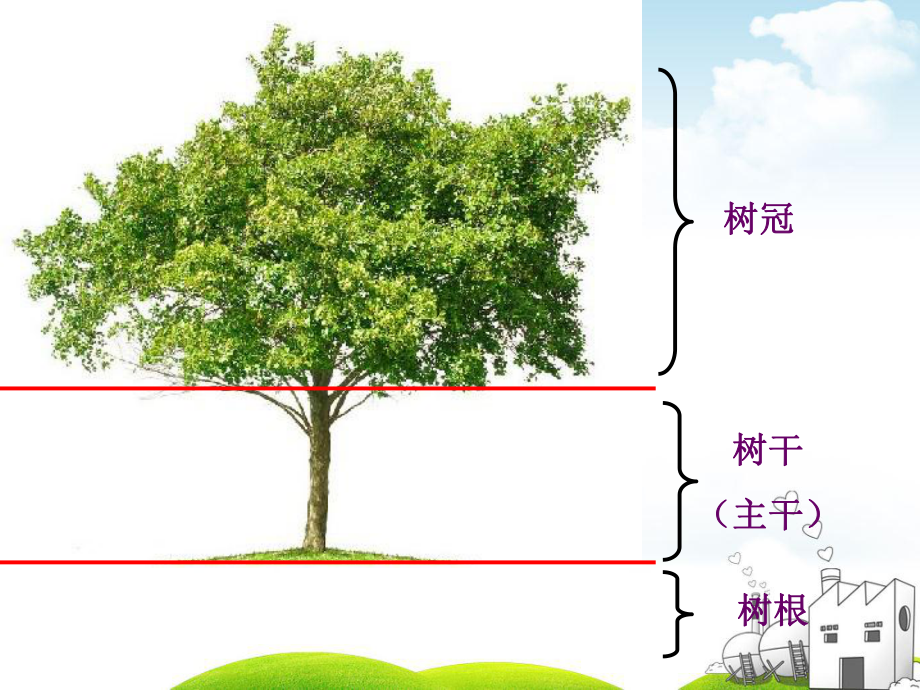 教科版《校园的树木》》课件.ppt_第2页