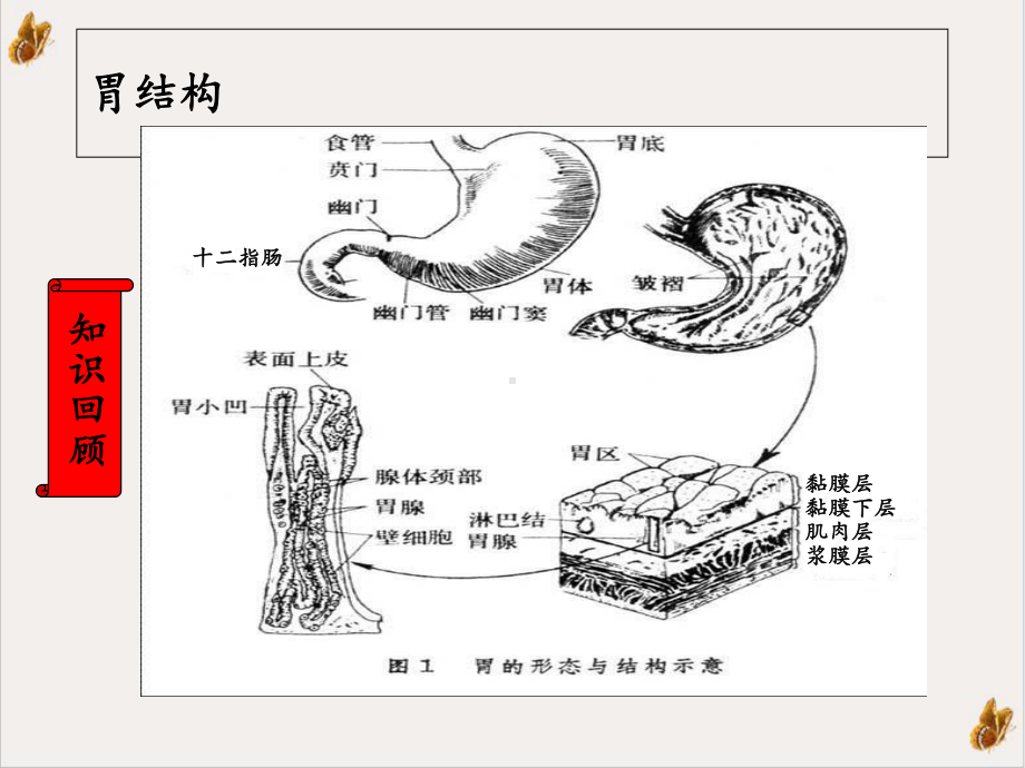 急性胃炎公开课修改课件.ppt_第2页