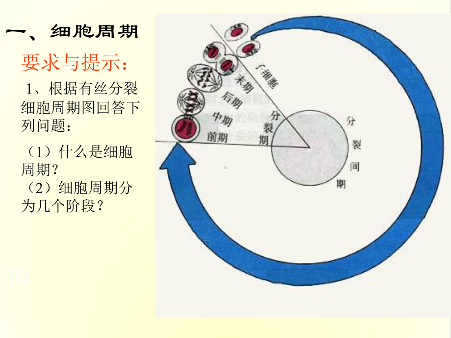 有丝分裂2-人教版课件.ppt_第3页