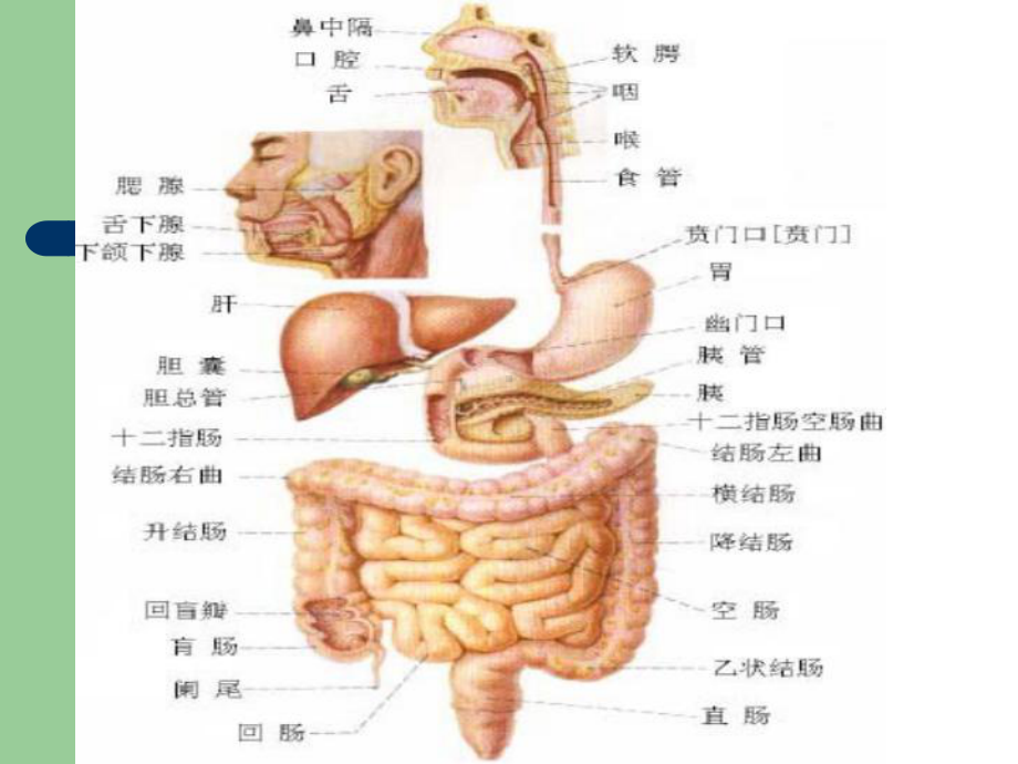 新生儿肠闭锁选编课件.ppt_第3页