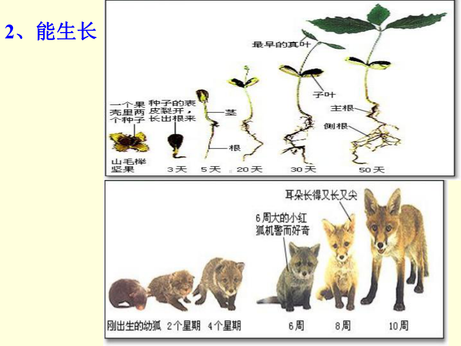 我们周围的生物初中生物课件.ppt_第3页