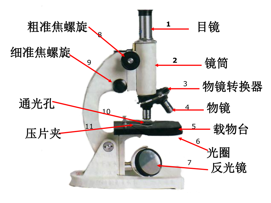 显微镜复习-知识点比较全面课件.ppt_第2页