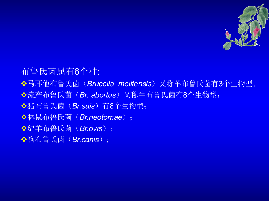 本病是由布鲁氏菌引起的人课件.ppt_第3页