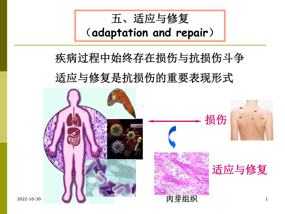 病理学教学课件.pptx_第1页