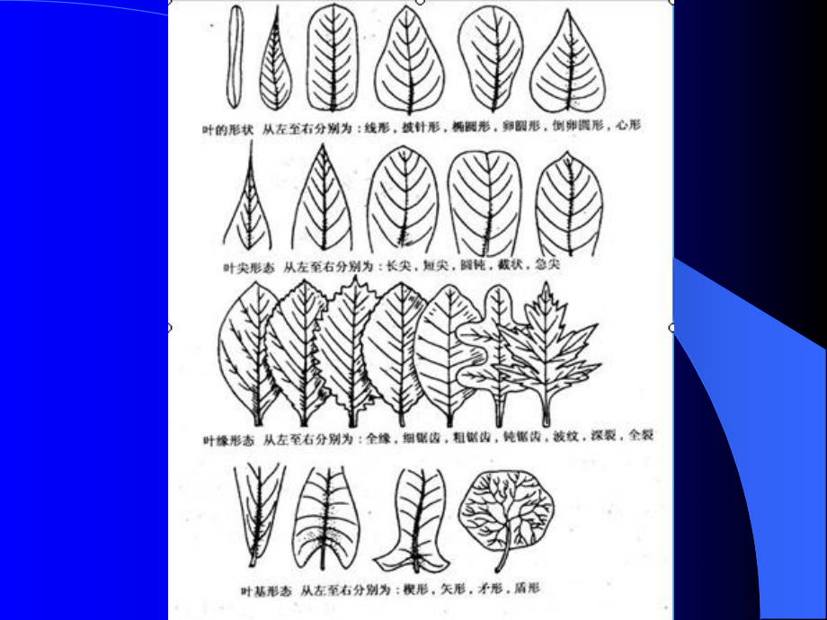 校园植物及各叶形课件.ppt_第3页