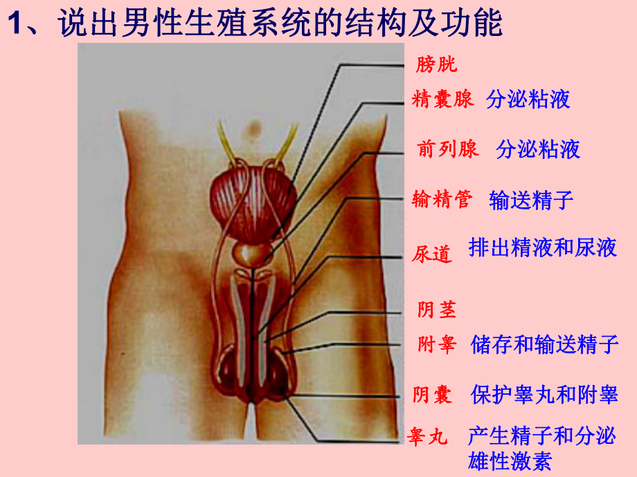 第二节-人的生殖课件.ppt_第3页