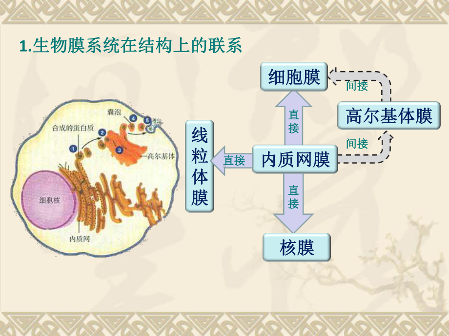 生物膜系统专项复习(共19张)课件.ppt_第3页