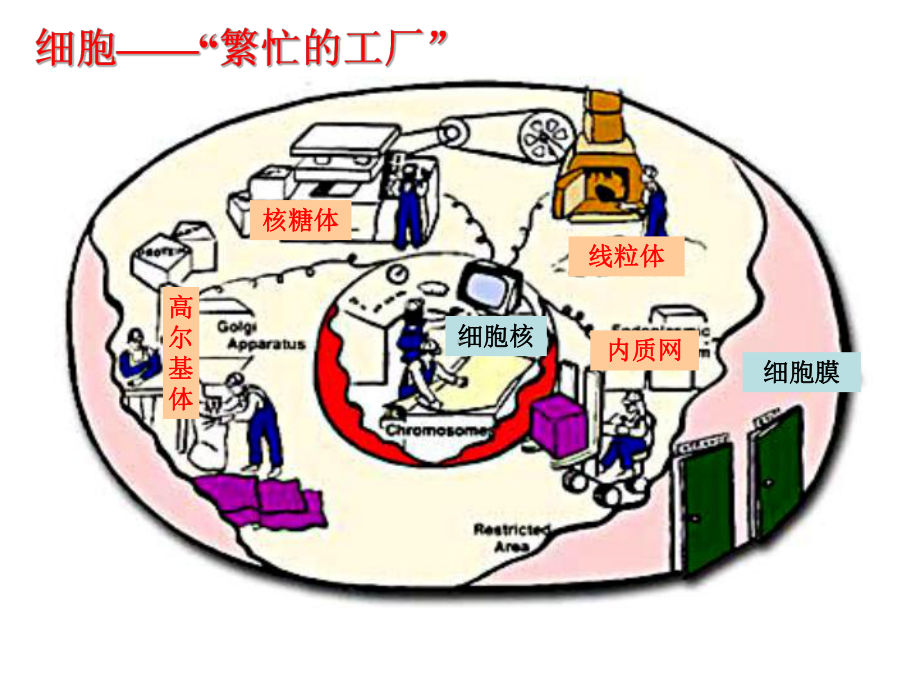 第2节细胞器-系同内的分工合作课件.ppt_第3页