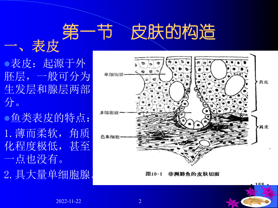 第二章皮肤及其衍生物课件.ppt_第2页