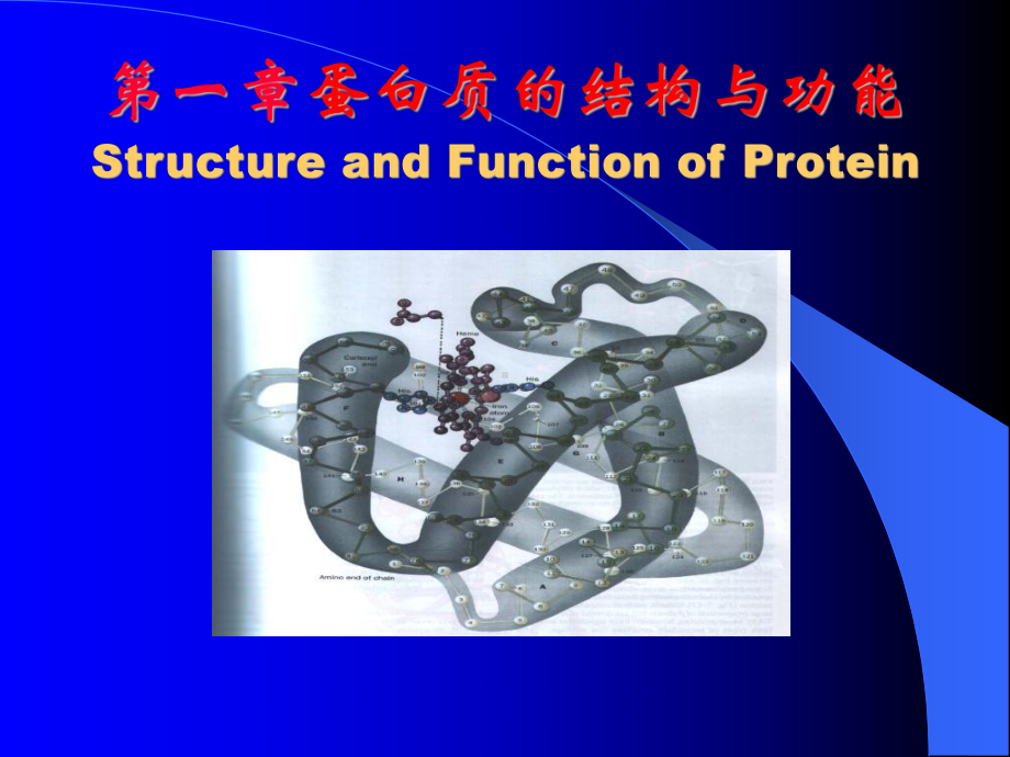 生物化学第一章蛋白质课件.ppt_第1页