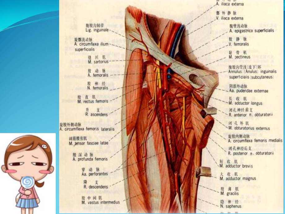 股静脉采血课件.ppt_第3页