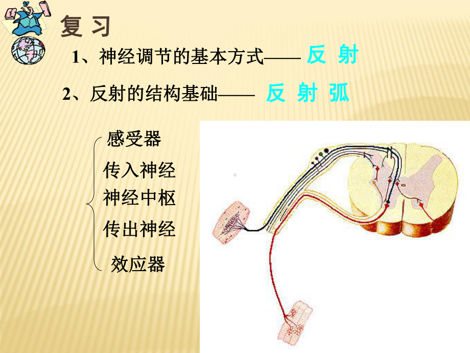 第六章第四节激素调节总结课件.ppt_第1页