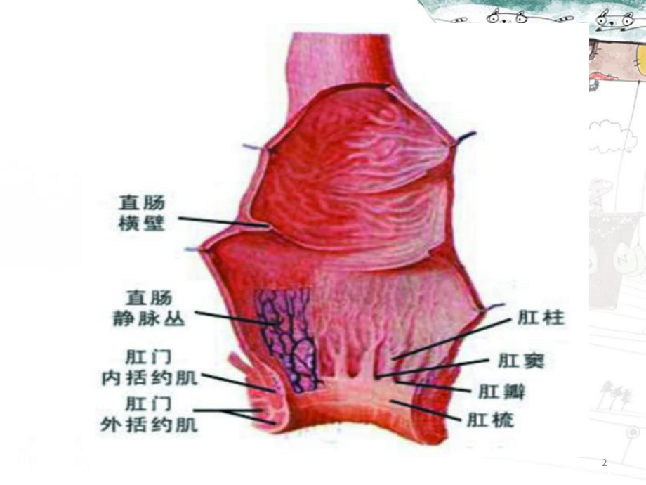 直肠肛管疾病护理课件.ppt_第2页