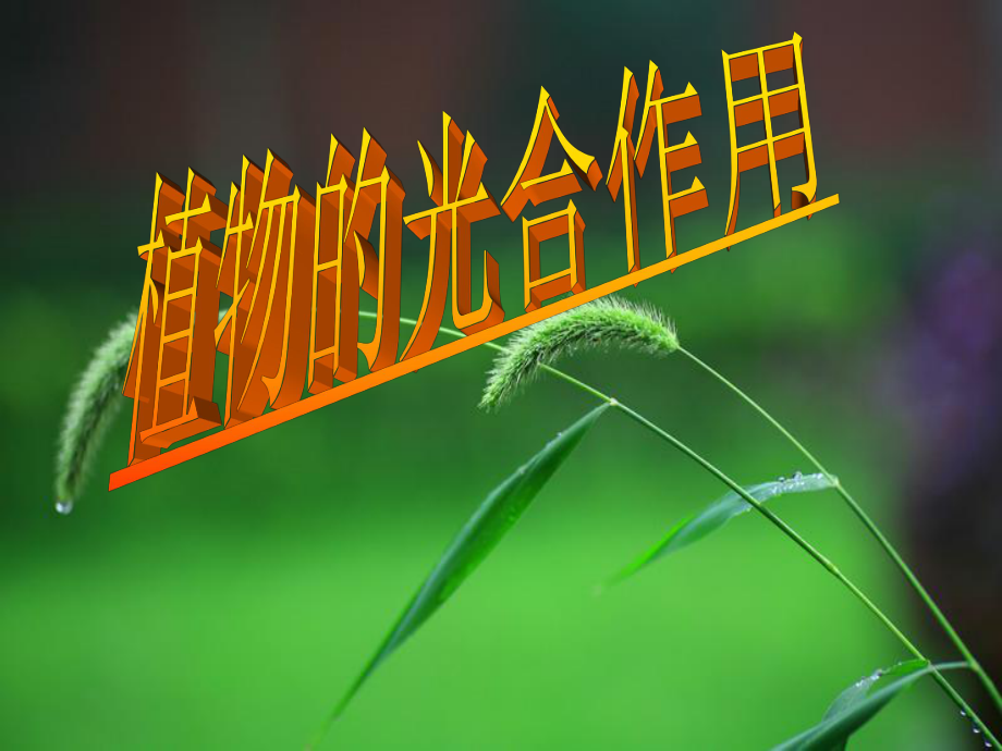 第1节植物的光合作用课件.ppt_第1页