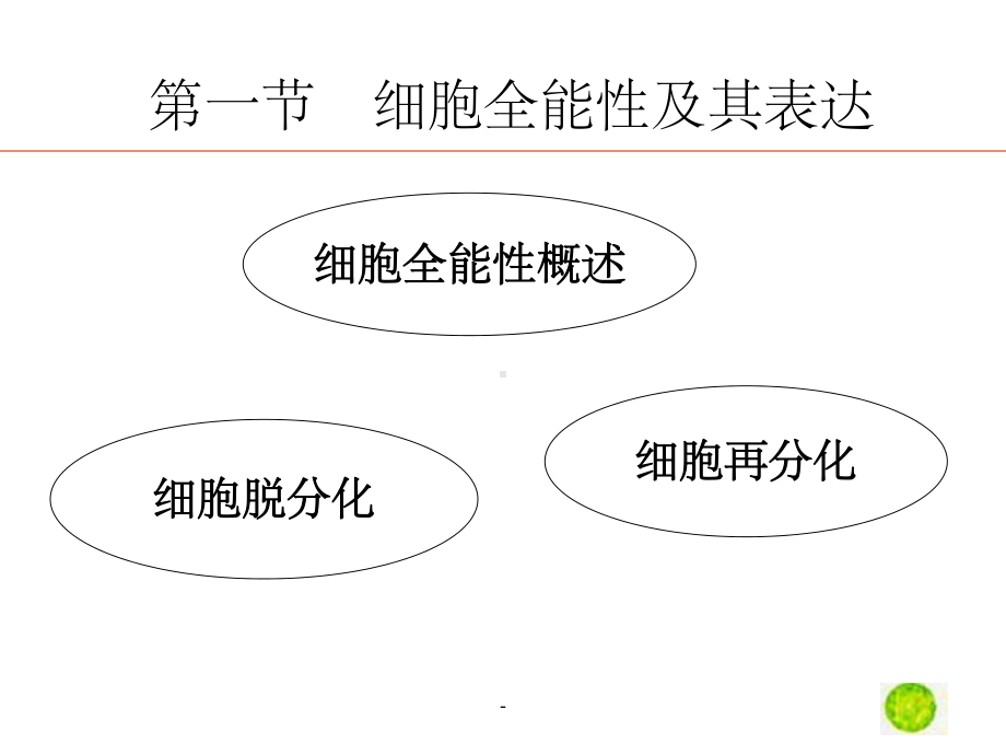 细胞全能性课件.ppt_第2页