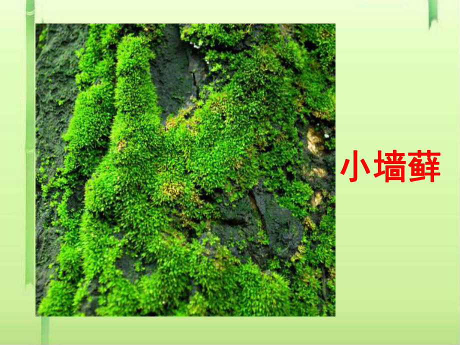 植物的主要类群课件13-北师大版.ppt_第3页