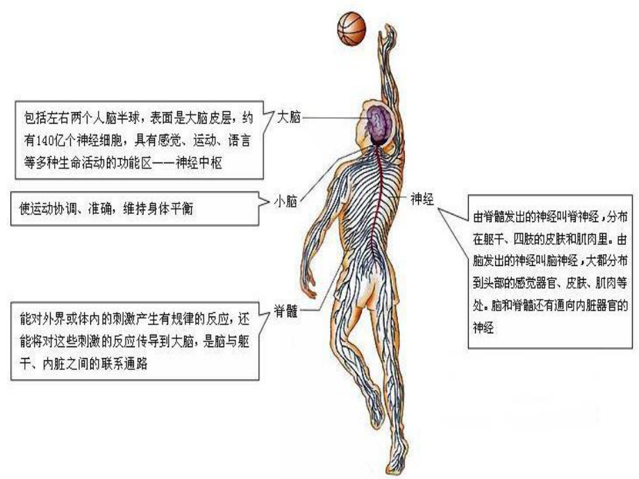 神经系统的组成课件4-人教版.ppt_第3页