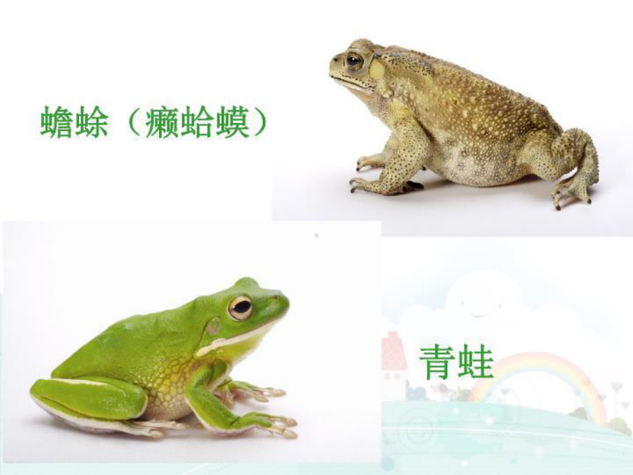 癞蛤蟆和小青蛙课程课件.ppt_第2页