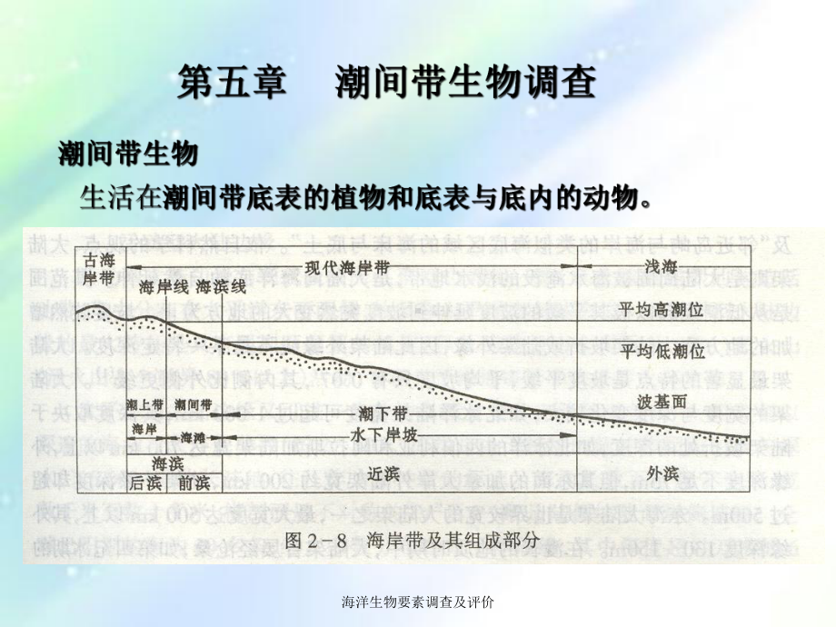 第五章-潮间带生物调查课件.ppt_第1页